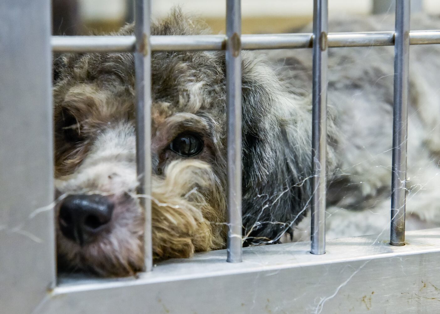 Humane Society of Warren County caring for 111 rescued poodles