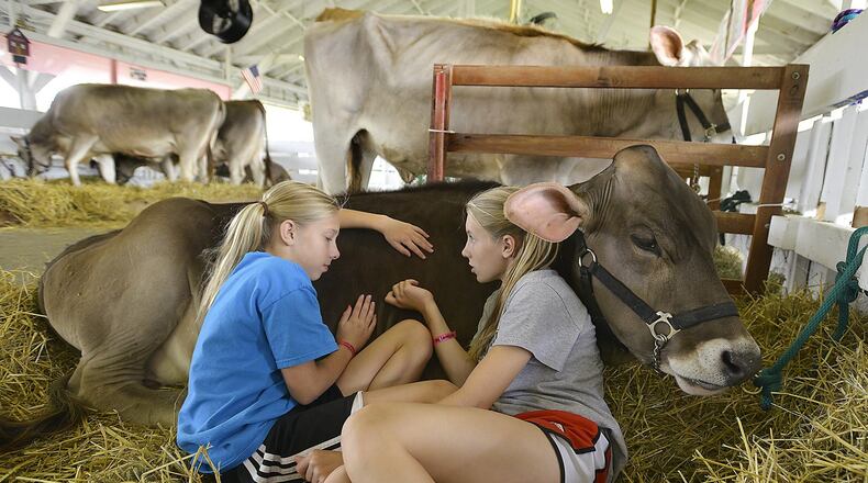 Crace Gundolf, 11, left, and her sister, Faith, 13, lay with one of their cows after getting them moved in and settled Friday during the first day of the Clark County Fair. Bill Lackey/Staff