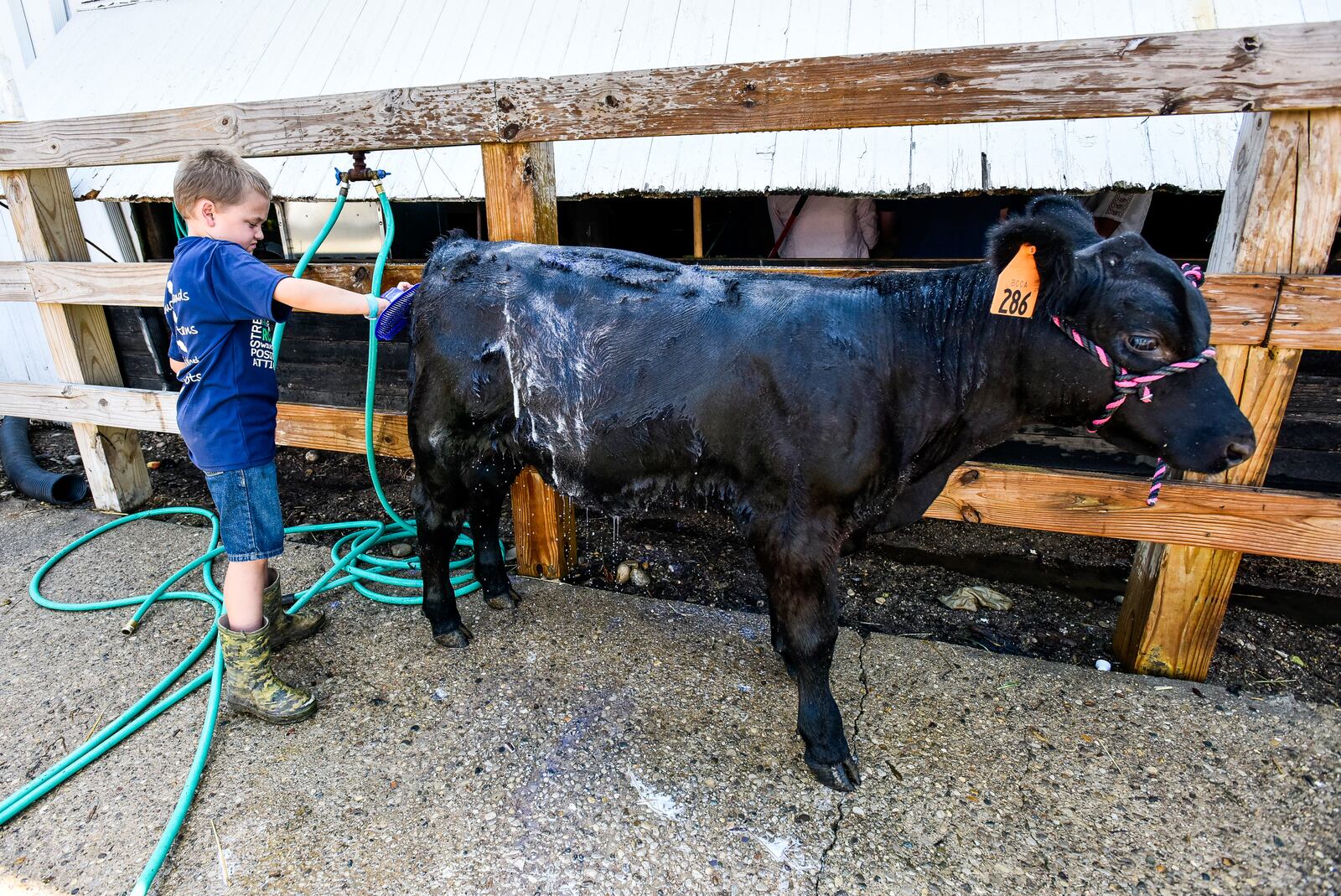 Andrew Sauerland, 8, washes his sister’s cow Wednesday, July 25 at the Butler County Fair in Hamilton. 