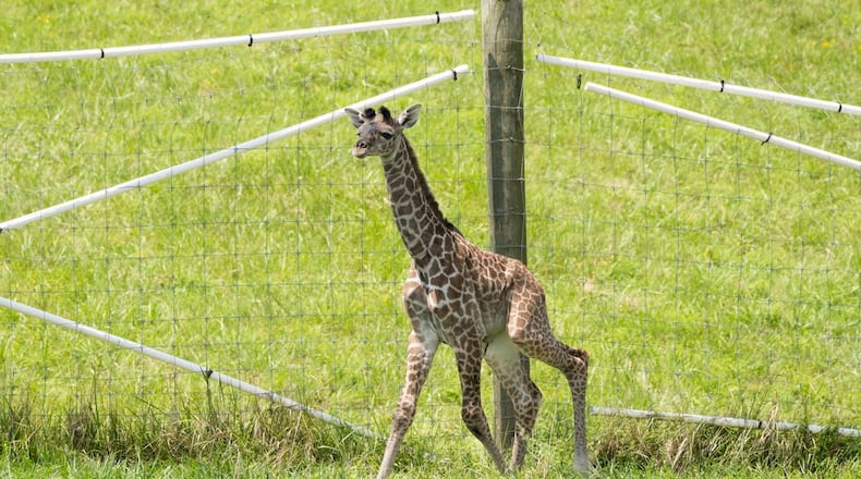 The Columbus Zoo and Aquarium's new baby giraffe calf born on Aug. 17, 2023 in Columbus,
Photo Credit: Columbus Zoo and Aquarium