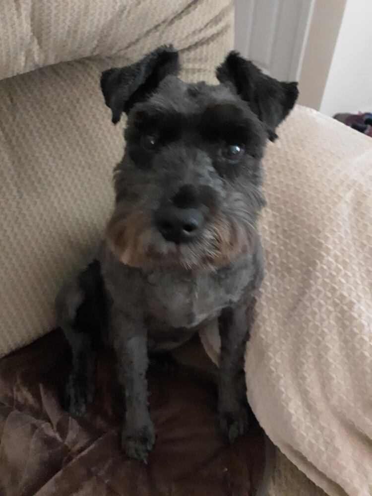 PHOTOS Readers respond to National Black Dog day post with pictures of their pets.