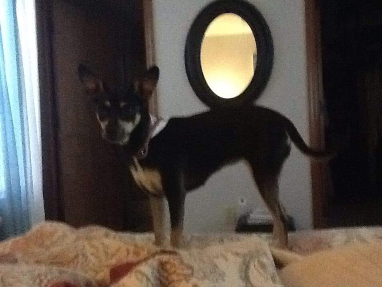 PHOTOS Readers respond to National Black Dog day post with pictures of their pets.