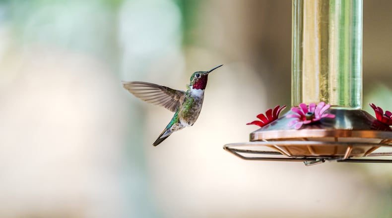 A male broad-tailed hummingbird with bright red throat hovers near a sugar water feeder. iSTOCK/COX