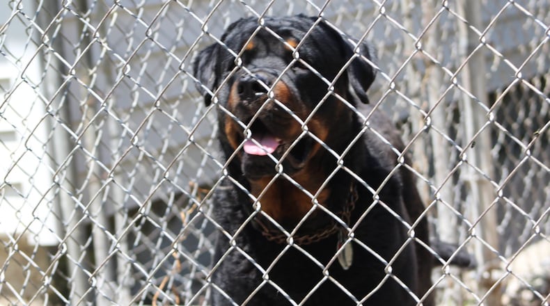 A dog is penned in the backyard of a home on Dayton’s west side where a resident was cited in April 2015 for unlawful dog confinement. CORNELIUS FROLIK / STAFF