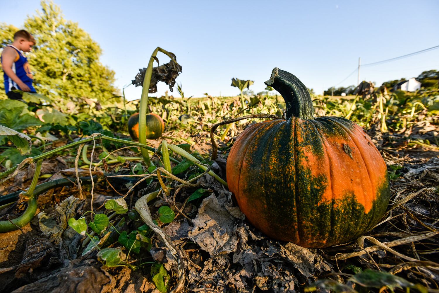 Jackson Family Farm offers visitors a chance to learn about farm life