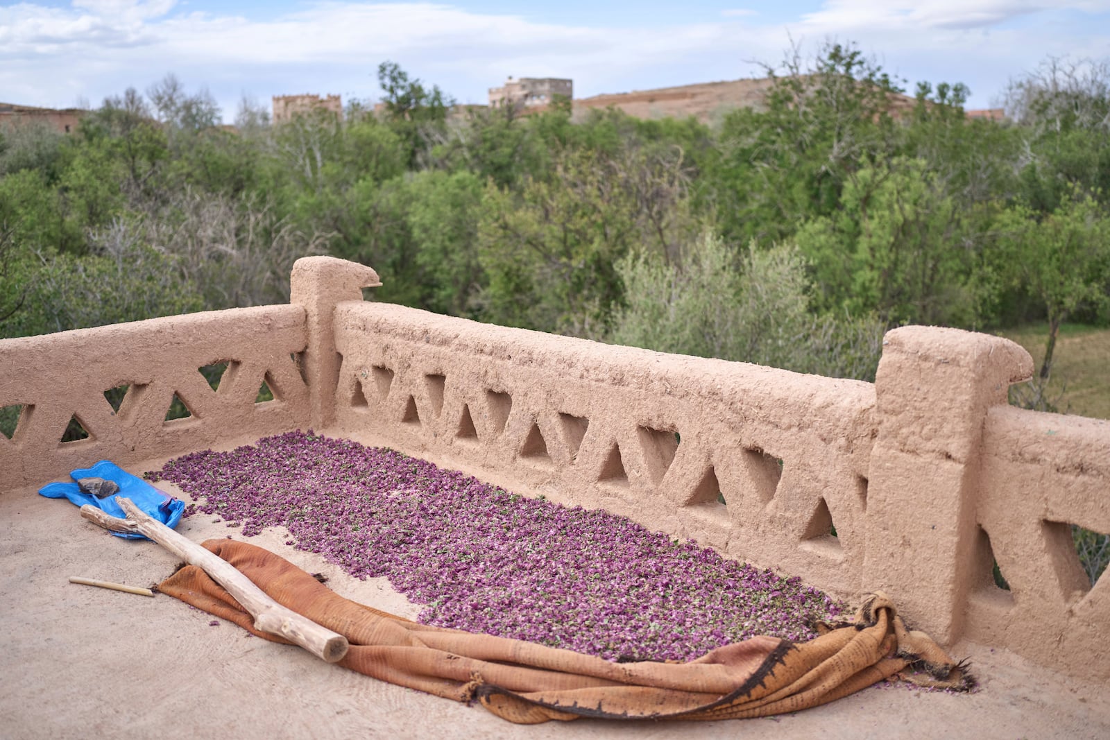 Roses are dried on a rooftop during the annual Rose Festival in Kalaat M'Gouna, Morocco, Tuesday, May 6, 2025. (AP Photo/Mosa'ab Elshamy)