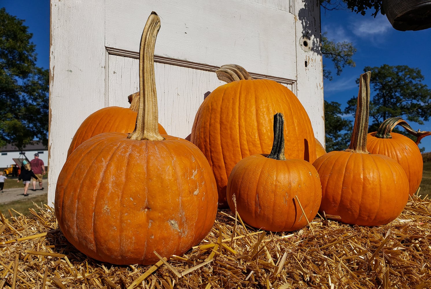 Jackson Family Farm offers visitors a chance to learn about farm life