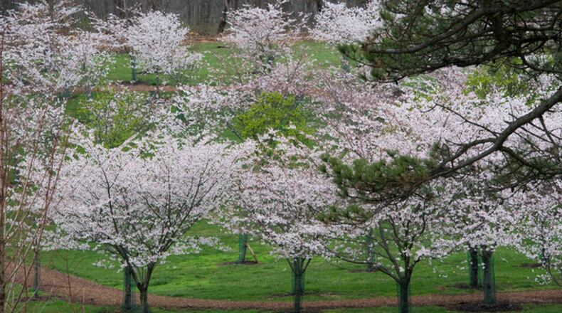Cherry trees are in bloom at Ault Park. WCPO