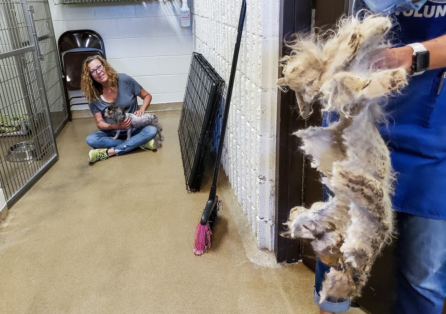 Humane Society of Warren County caring for 111 rescued poodles