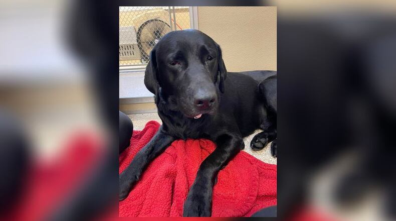 The Animal Friends Humane Society is in need of some financial assistance with Elmer, who arrived at the shelter. Elmer developed pneumonia and was treated by a vet. CONTRIBUTED