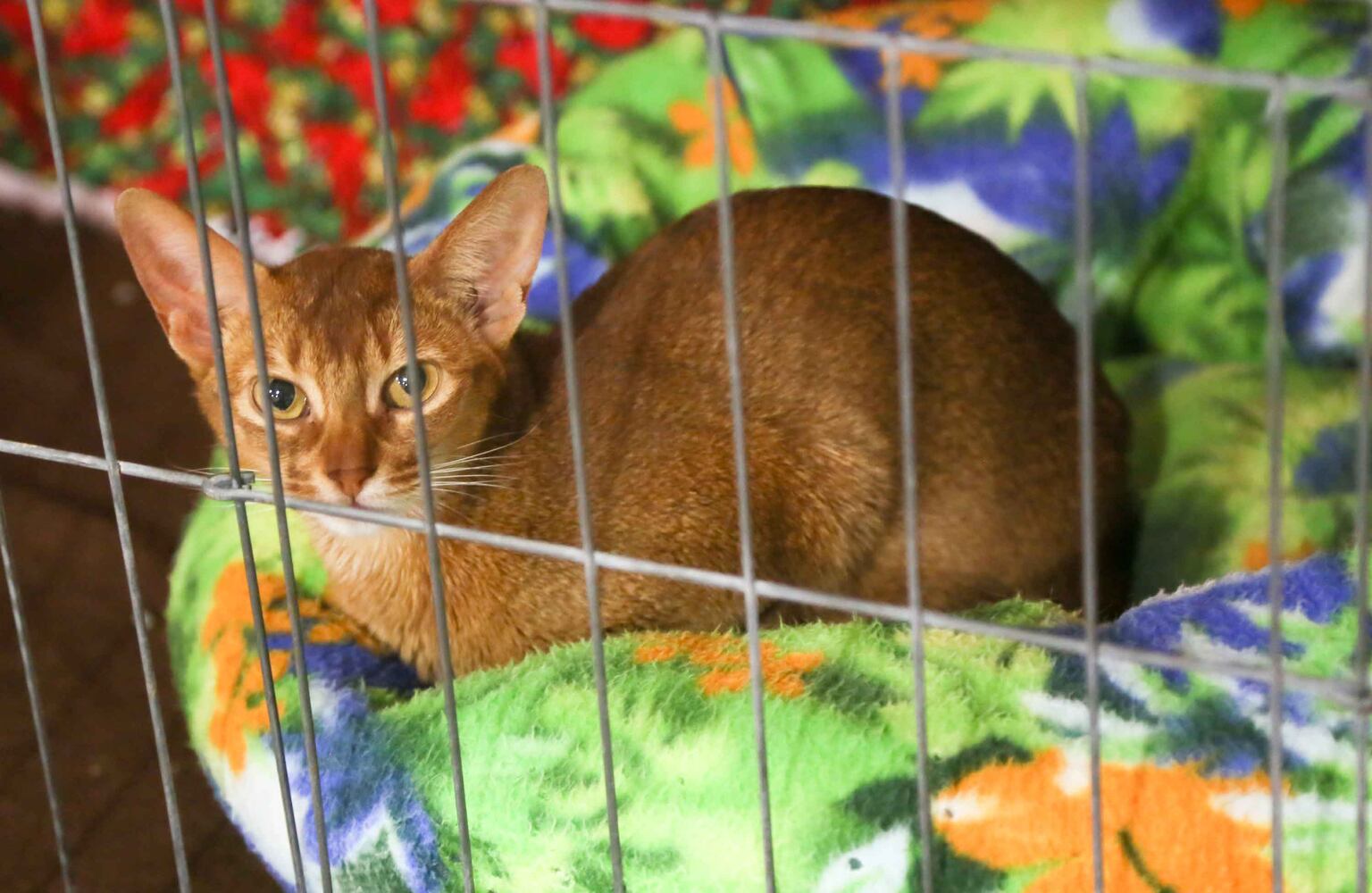 Cat Show at Butler County Fairgrounds