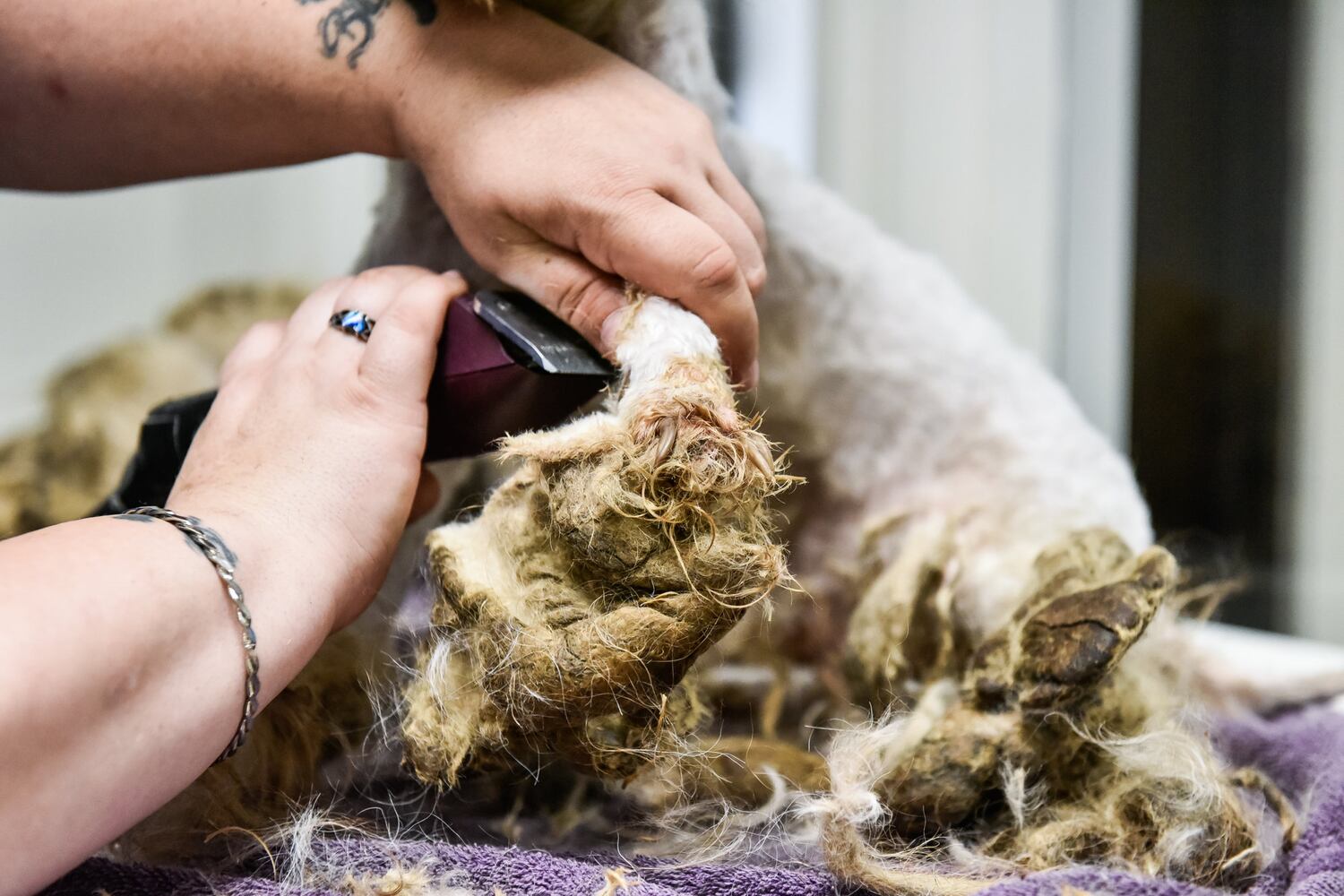 Humane Society of Warren County caring for 111 rescued poodles