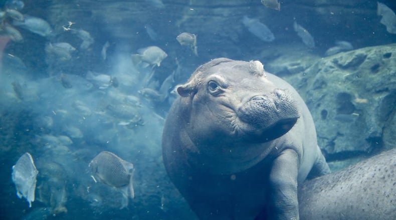 In this Tuesday, June 26, 2018 photo, Fiona, a baby Nile Hippopotamus swims in her enclosure at the Cincinnati Zoo & Botanical Garden, in Cincinnati. Now a half ton of fun, the Cincinnati Zoo's famed premature hippo will turn soon turn 2 years old.