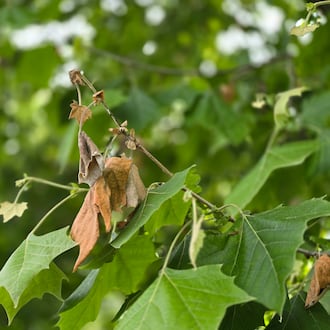 Tolerating damage to a plant is one integrated pest management strategy. In this photo, the London planetree was affected by anthracnose in the early spring; it doesn't kill the tree and spraying fungicides is difficult and not usually necessary. The tree eventually bears leaves again in the same season. CONTRIBUTED