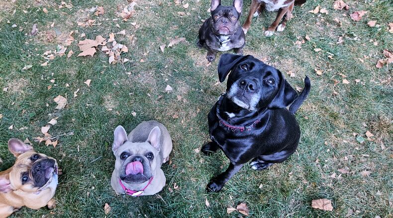 The photo is of part of the Sperry crew. The black Lab mix is Doe, the brown Lab mix is CoCo, the light dawn Frenchie is Darla, the dark brown Frenchie is Luigi and the reddish Frenchie is Eleanor. CONTRIBUTED