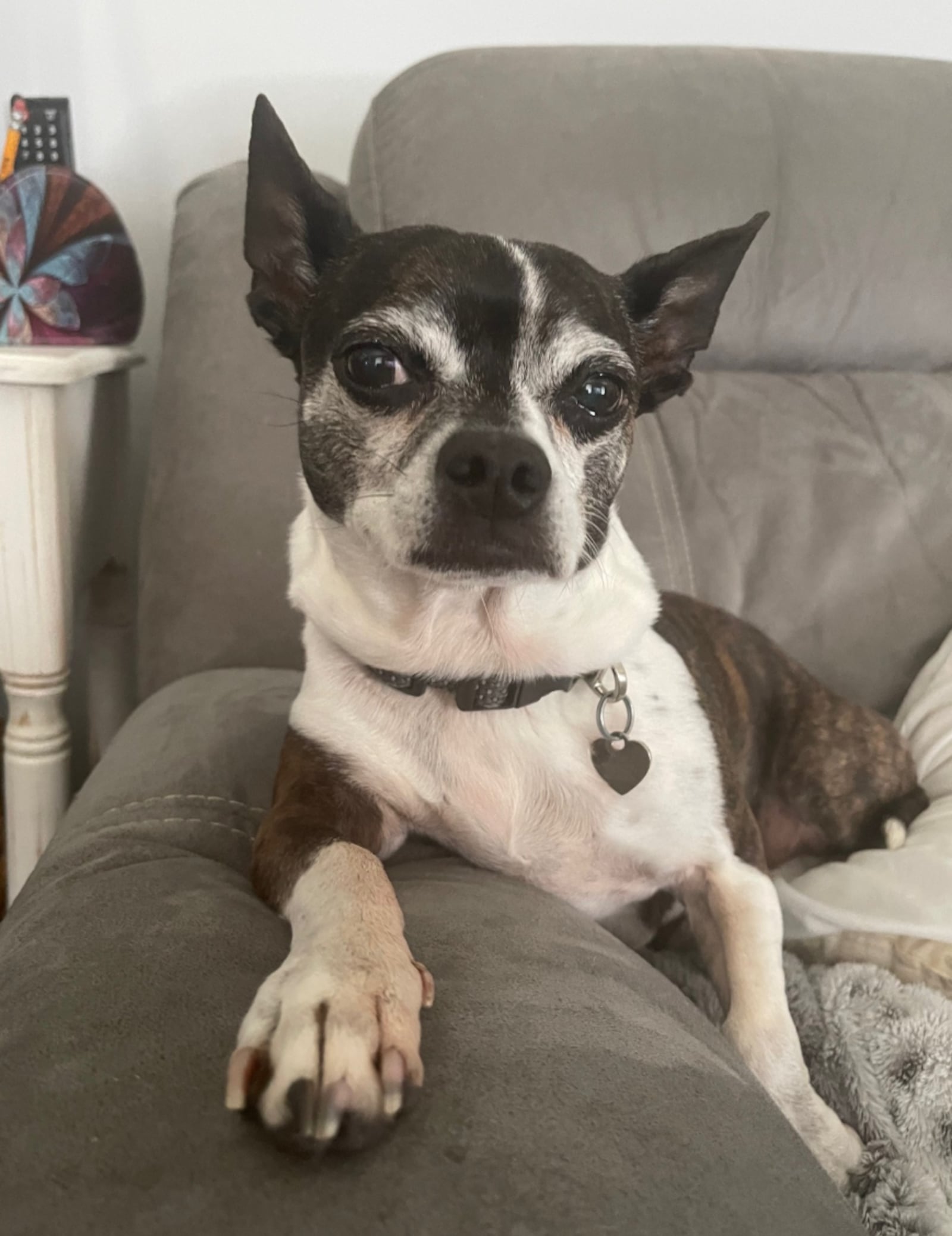 Dogs can be a bonus to a family or single person seeking more companionship in the home. This is Boston, a terrier-chihuahua mix adopted as a "senior dog." He was in five homes or pet adoption facilities prior to his final adoption at age 8 in 2020. He is still spunky in his older age in 2025. CONGRIBUTED