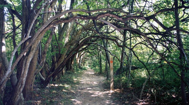 The Osage Orange Tunnel at Sugarcreek MetroPark. CONTRIBUTED