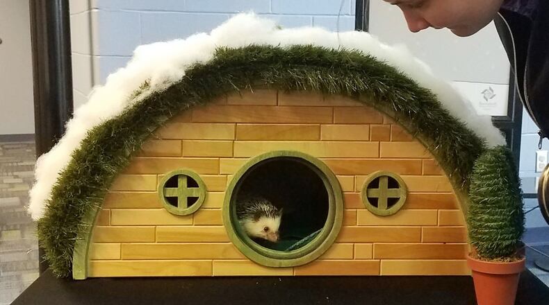 Join Quilliam the Forecasting Hedgehog as he prognosticates our chances of enjoying an early spring this year.