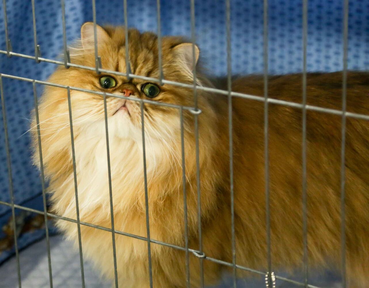 Cat Show at Butler County Fairgrounds