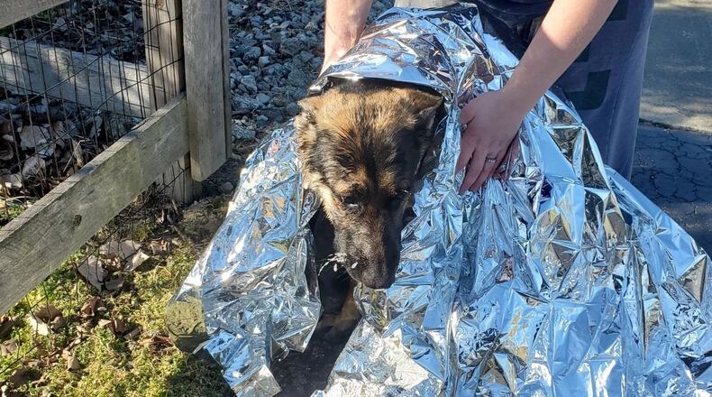 This German shepherd puppy was rescued from a frozen pond by a Butler County Sheriff's Deputy. The puppy was reunited with his owner. CONTRIBUTED