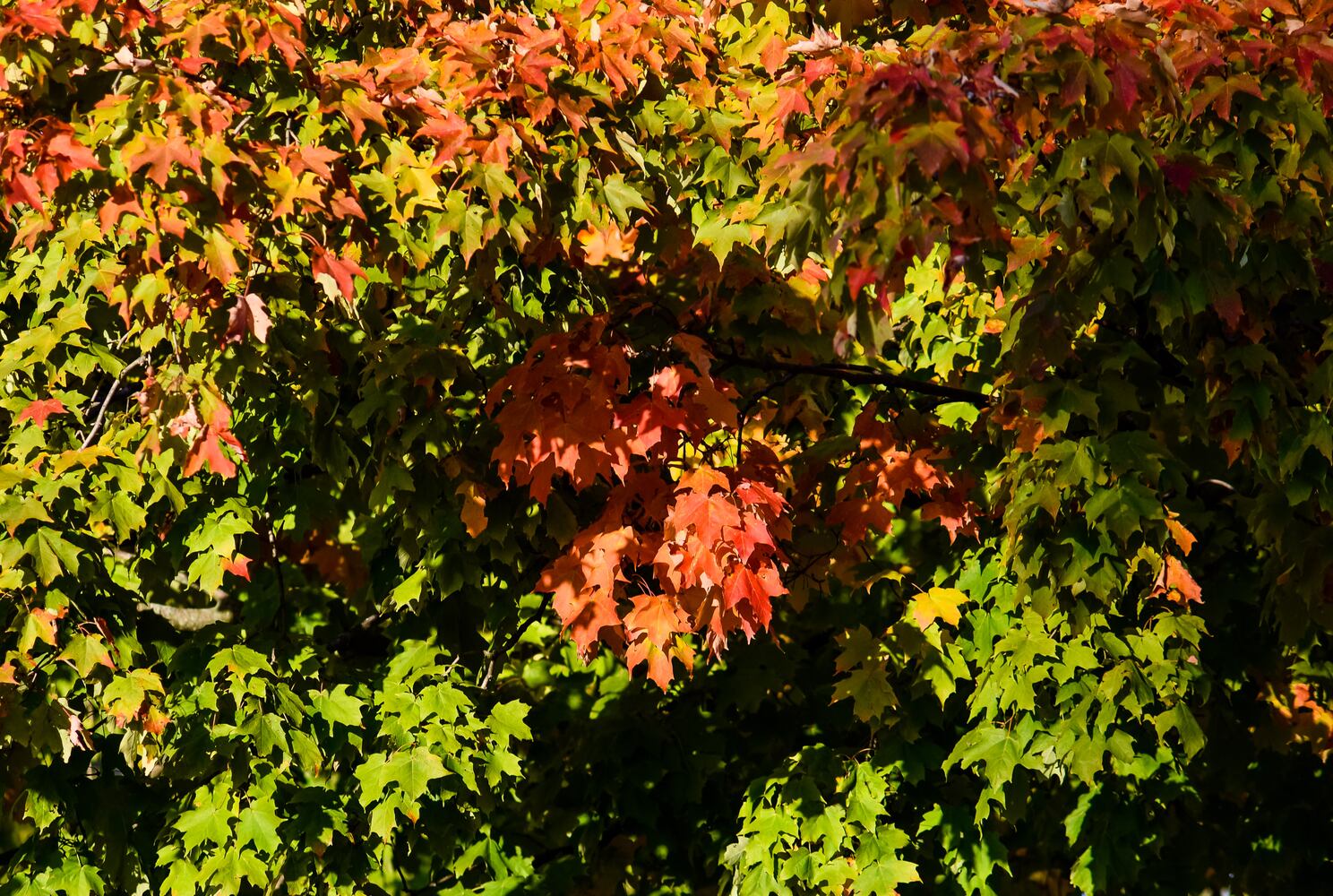 Fall colors October 2020