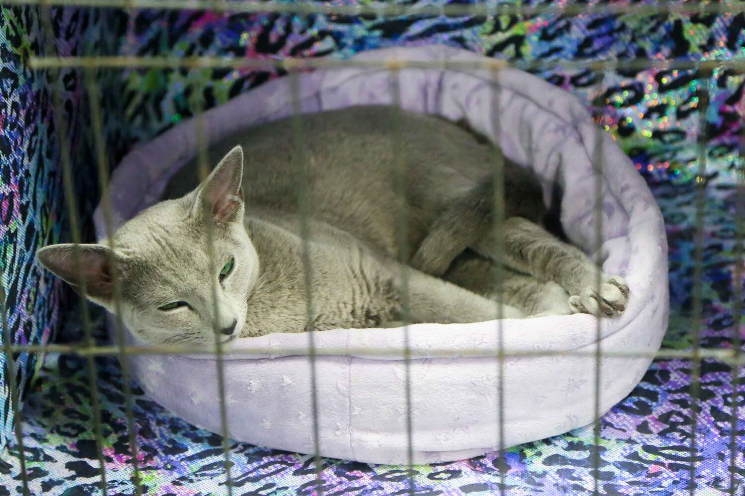 Cat Show at Butler County Fairgrounds