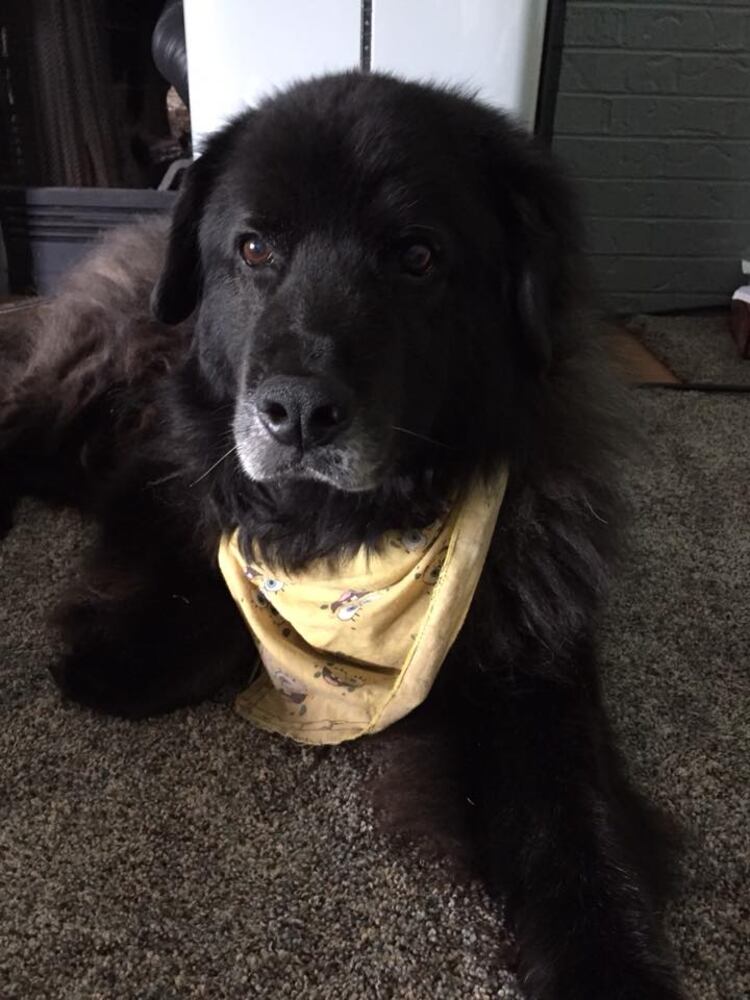 PHOTOS Readers respond to National Black Dog day post with pictures of their pets.