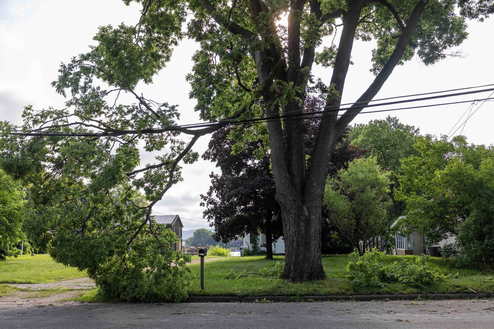 A tree limb is stuck in power lines on Bainbridge Street on French Island after a storm with extreme winds in La Crosse, Wis., Tuesday, July 29, 2025. (Saskia Hatvany/La Crosse Tribune via AP)