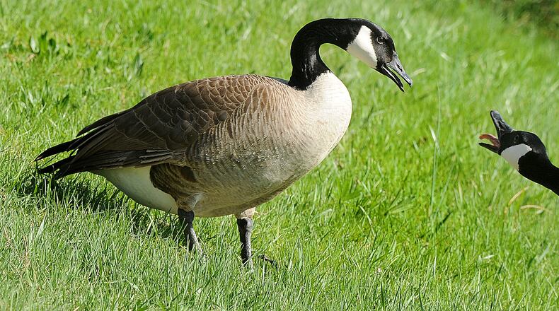 Looks like somebody's in trouble in Dayton Tuesday April 18, 2023. MARSHALL GORBY\STAFF