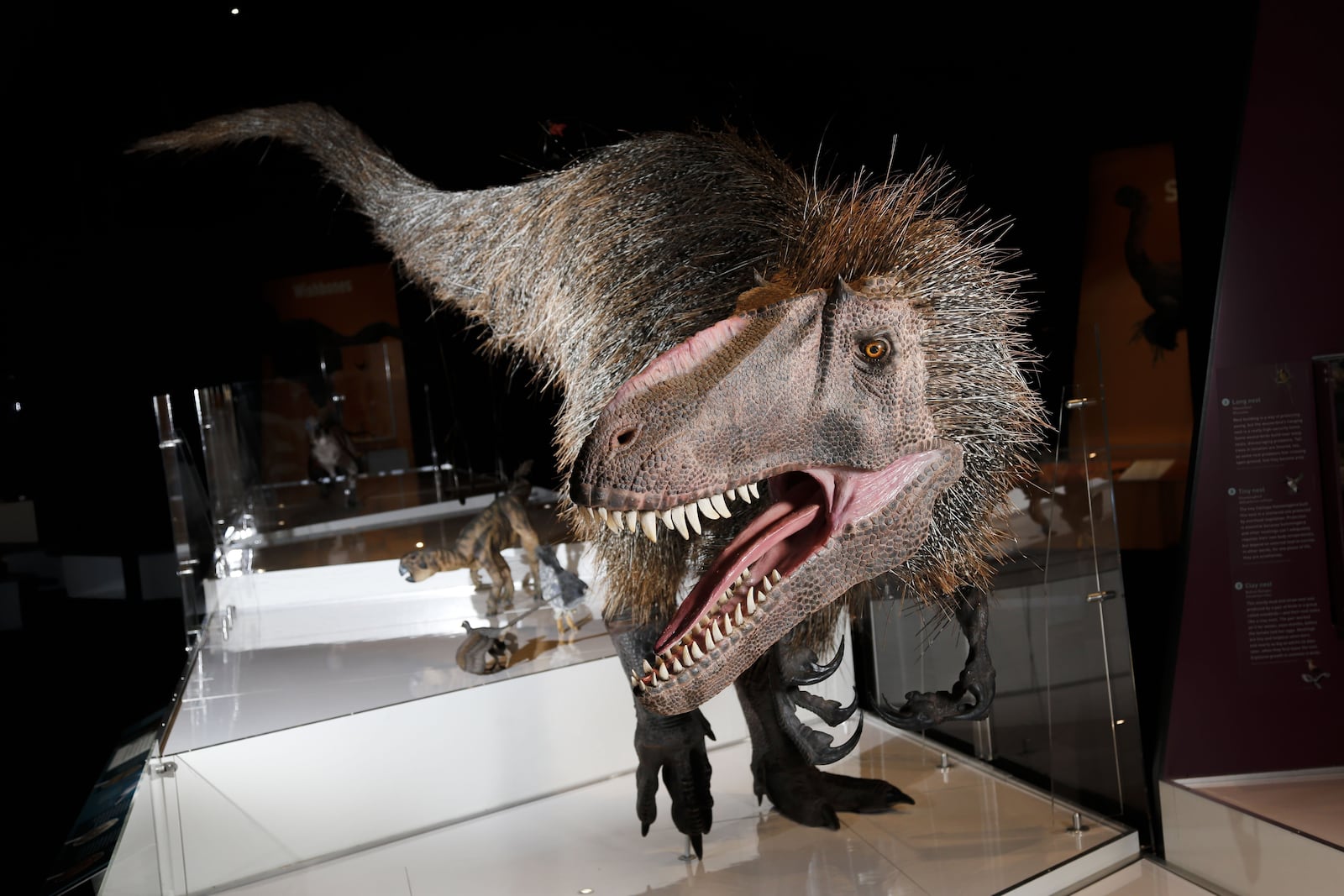 A model of a Yutyrannus on display in the dinosaur gallery at COSI Columbus [JOSHUA A. BICKEL/DISPATCH]