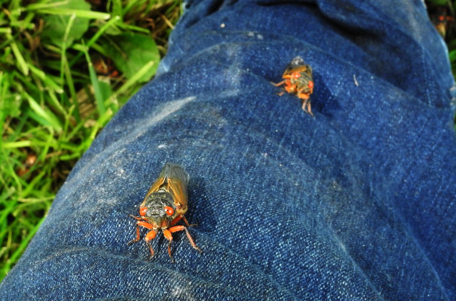 052221 cicadas