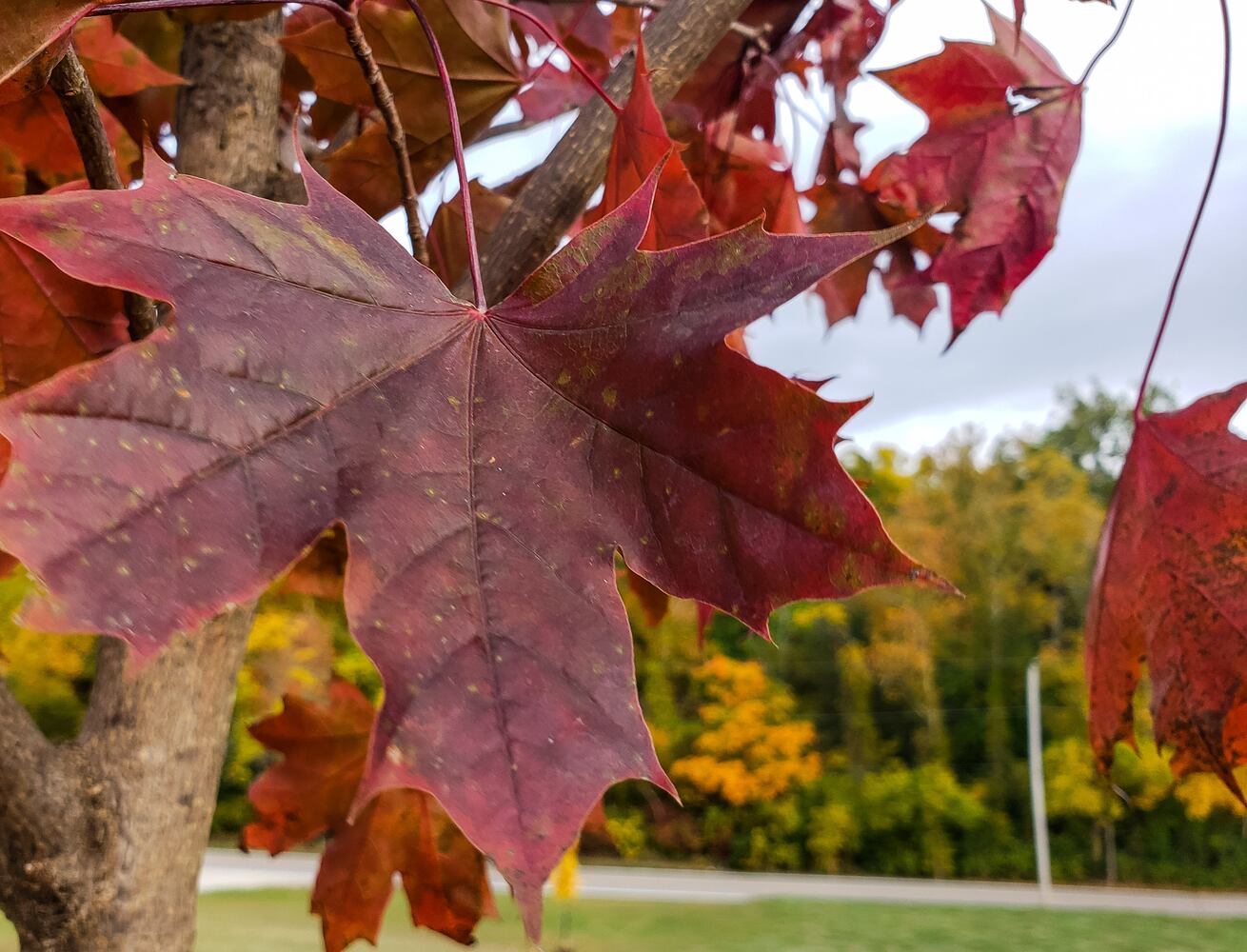 Fall colors October 2020
