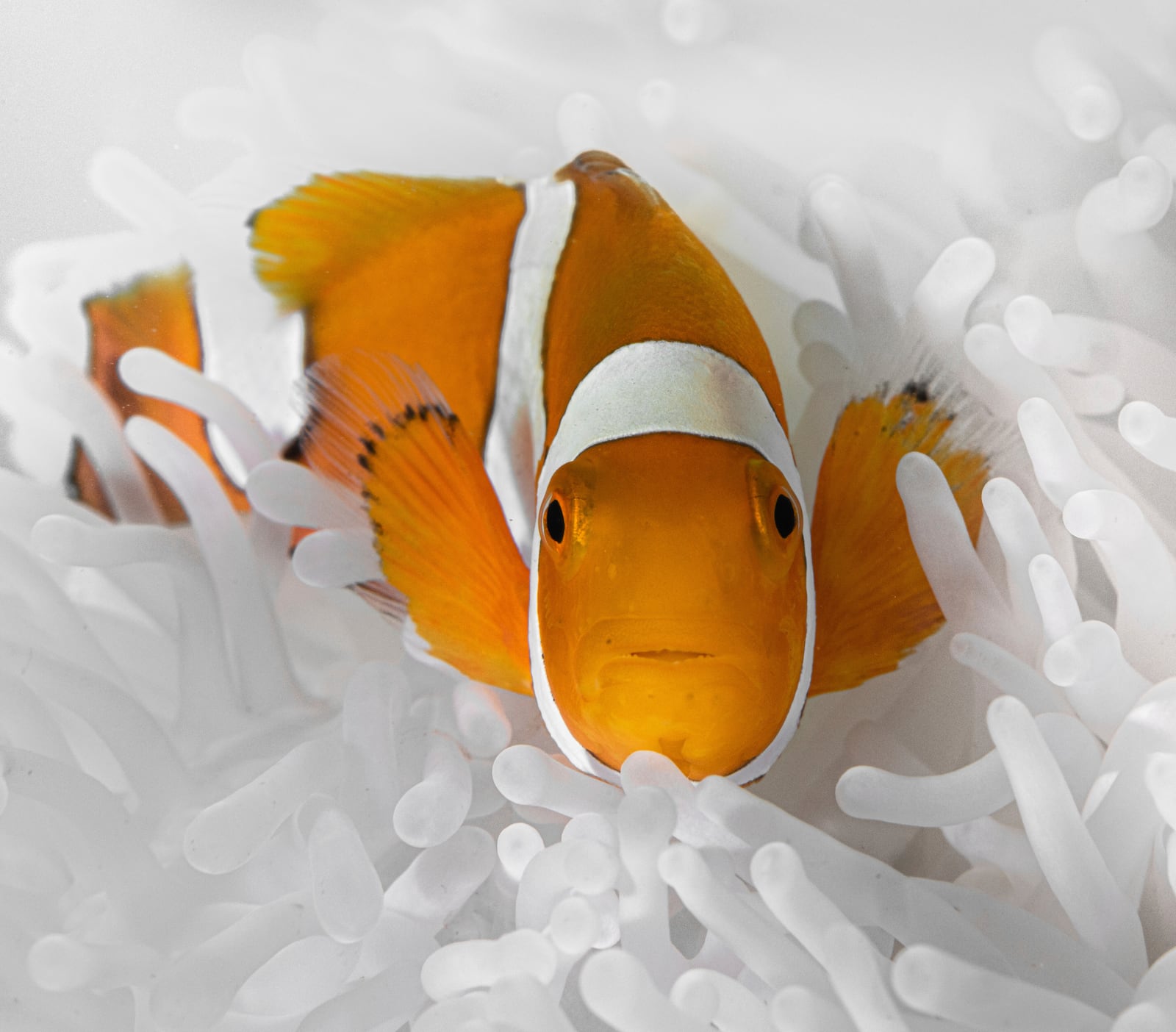 This photo provided by Morgan Bennett-Smith shows a clownfish inside an anemone. (Morgan Bennett-Smith via AP)