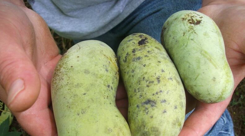 A cluster of pawpaws. iSTOCK/COX