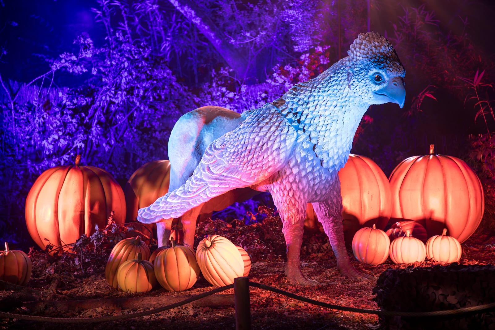 The immersive "Harry Potter: A Forbidden Forest Experience" will come to the Dayton area later this month. Contributed