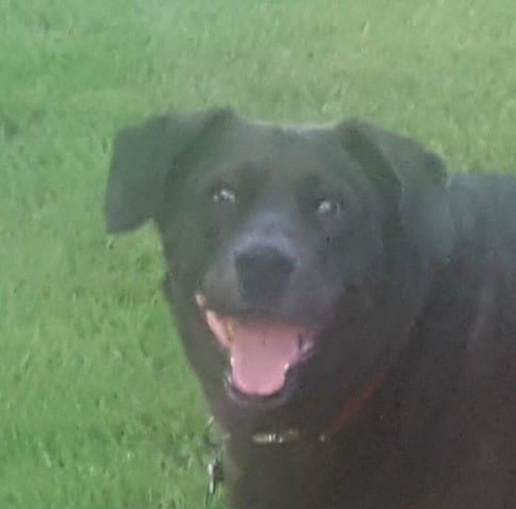 PHOTOS Readers respond to National Black Dog day post with pictures of their pets.