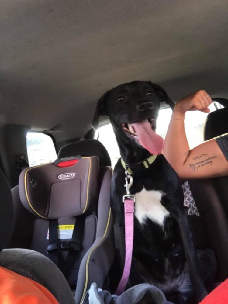 PHOTOS Readers respond to National Black Dog day post with pictures of their pets.