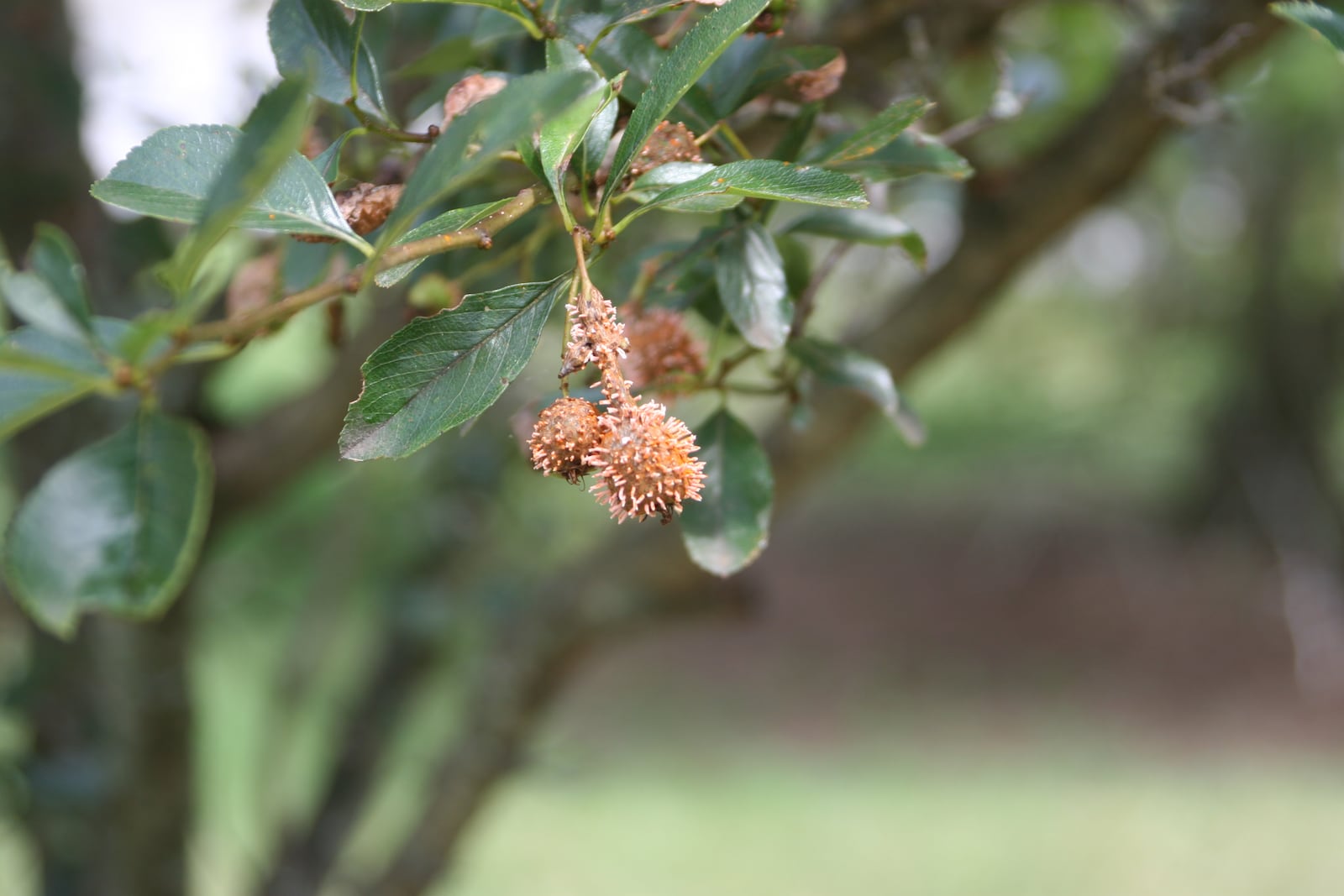 Cedar quince rust on hawthorn fruit. CONTRIBUTED PHOTO