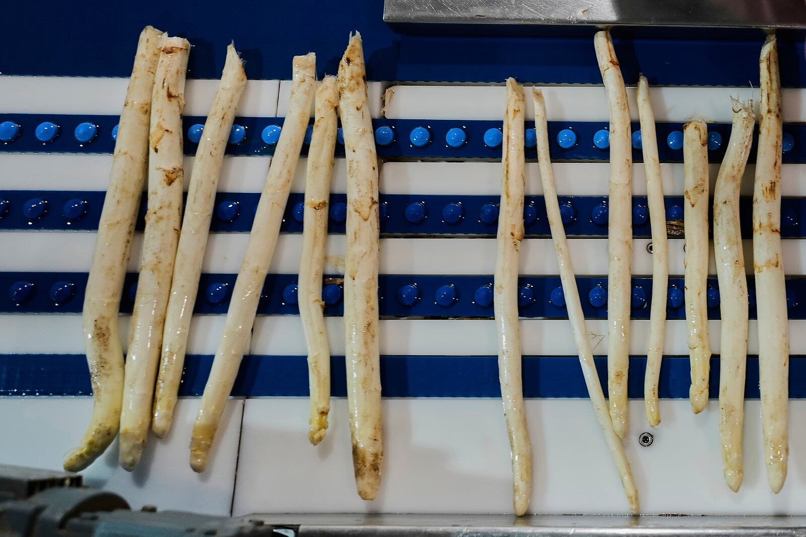 White asparagus is sorted at the Jacobs-Hof asparagus farm in Beelitz, Germany, Thursday, April 3, 2025. (AP Photo/Markus Schreiber)