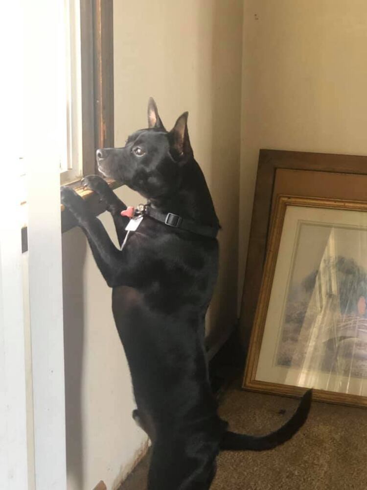 PHOTOS Readers respond to National Black Dog day post with pictures of their pets.