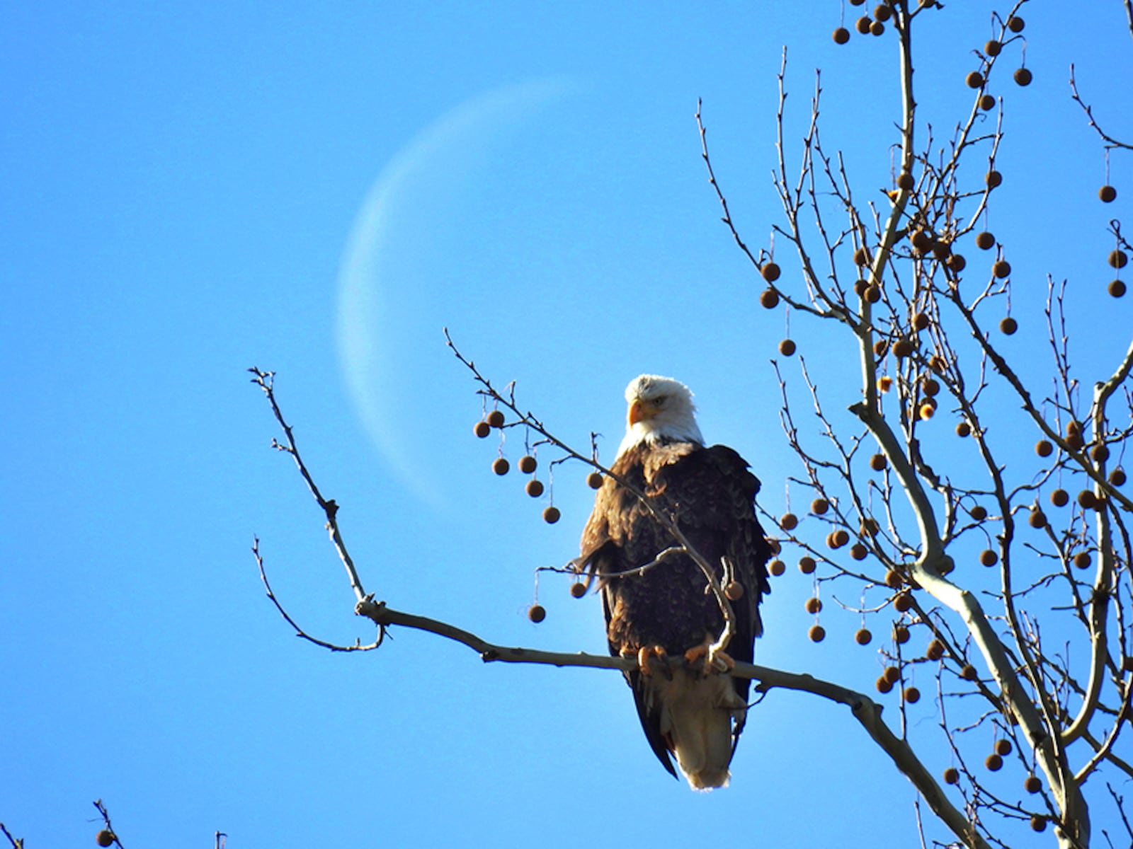 A sliver of the moon is seen behind the female bald eagle perched at Carillon Historical Park. PHOTO COURTESY OF JIM WELLER