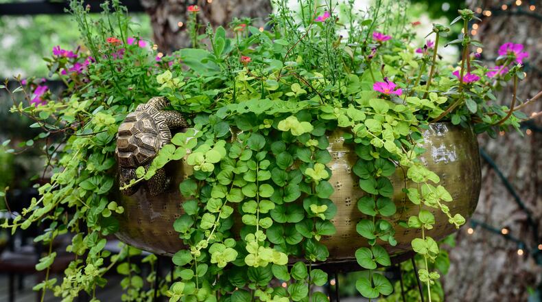 TOM GILLIAM / CONTRIBUTING PHOTOGRAPHER