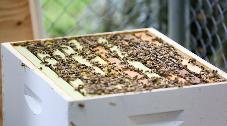 The city of Hamilton this week approved legislation allowing people to keep bee hives inside city limits. Supporters of the measure hope it will help not only the pollinating insects, but also the plants, fruits and crops they help develop. GREG LYNCH/STAFF