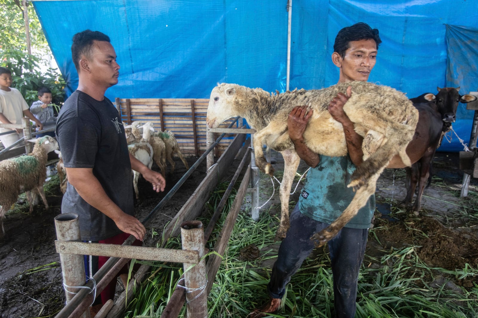 A worker carries a sheep to be slaughtered whose meat later distributed to the poor, during the celebration of Eid al-Adha, or the Feast of the Sacrifice, at Aljihad Mosque in Medan, North Sumatra, Indonesia, Friday, June 6, 2025. (AP Photo/Binsar Bakkara)
