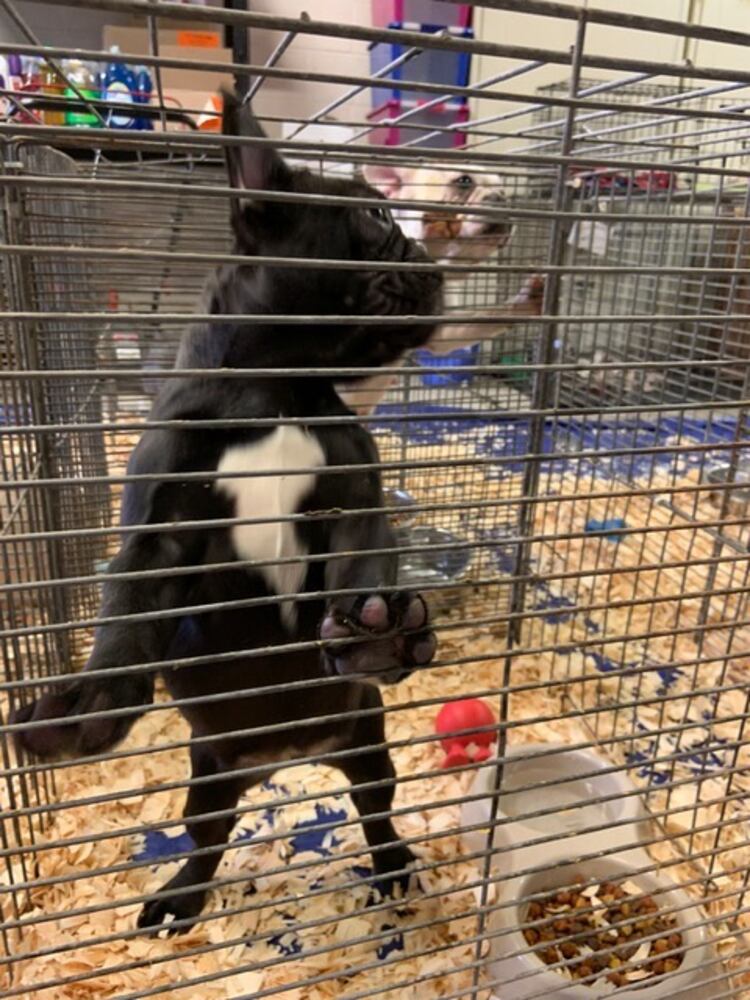 PHOTOS: French Bulldogs rescued from Sidney home