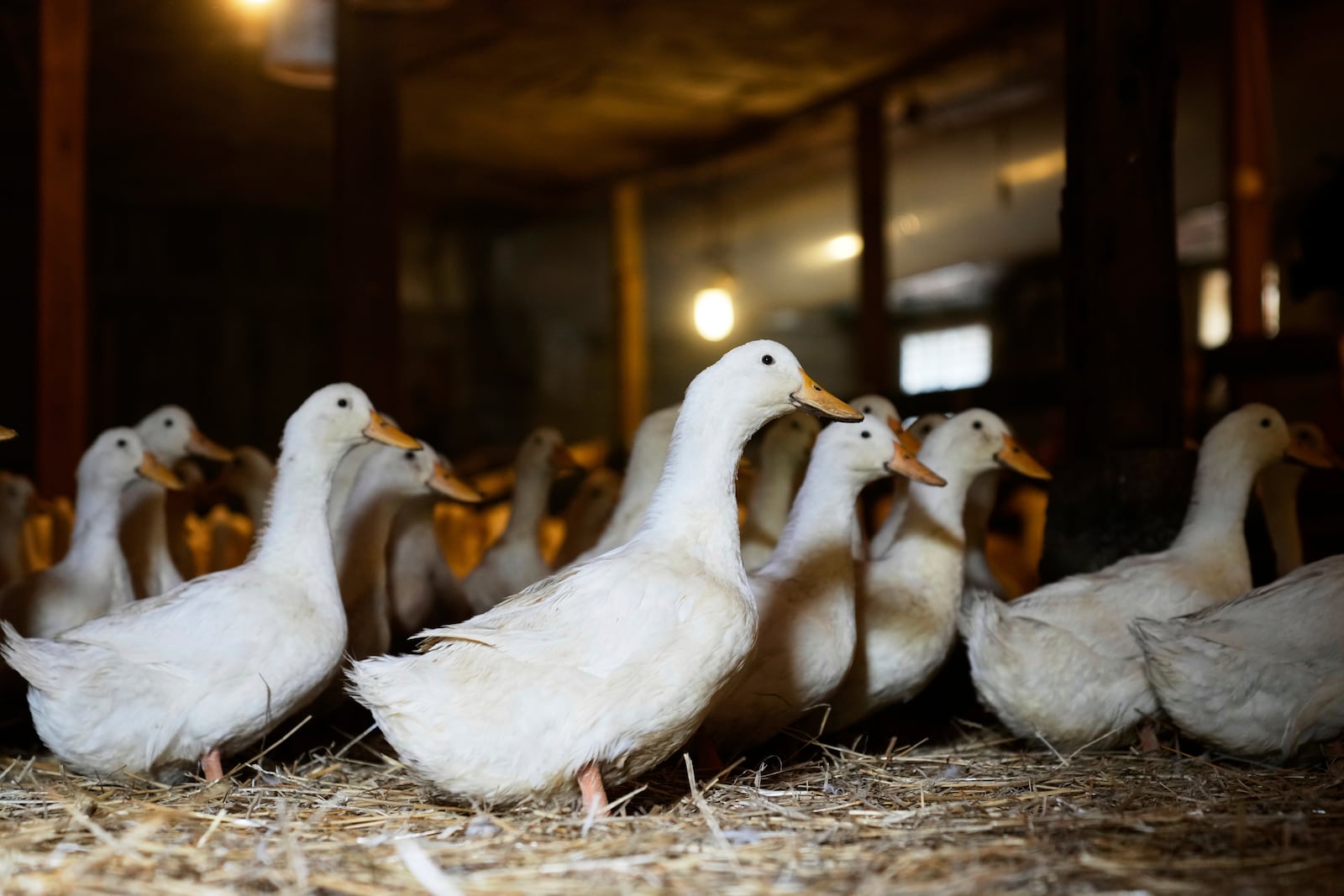 Ducks walk around their barn at the Crescent Duck Farm in Aquebogue, N.Y., Thursday, May 22, 2025. (AP Photo/Seth Wenig)