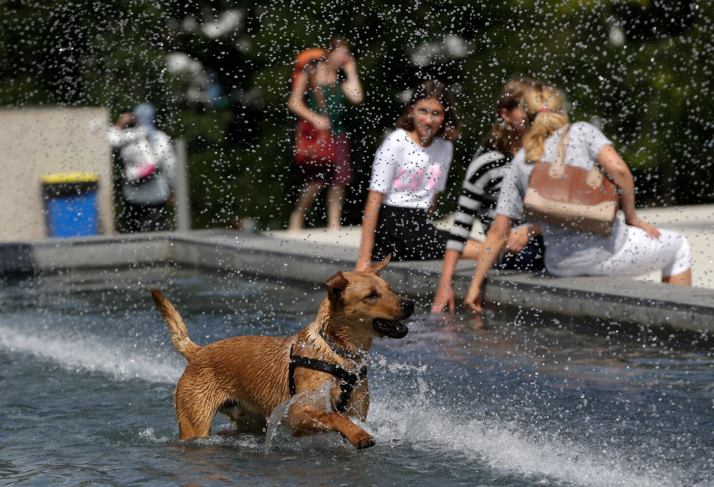 News hounds (7/9/15)