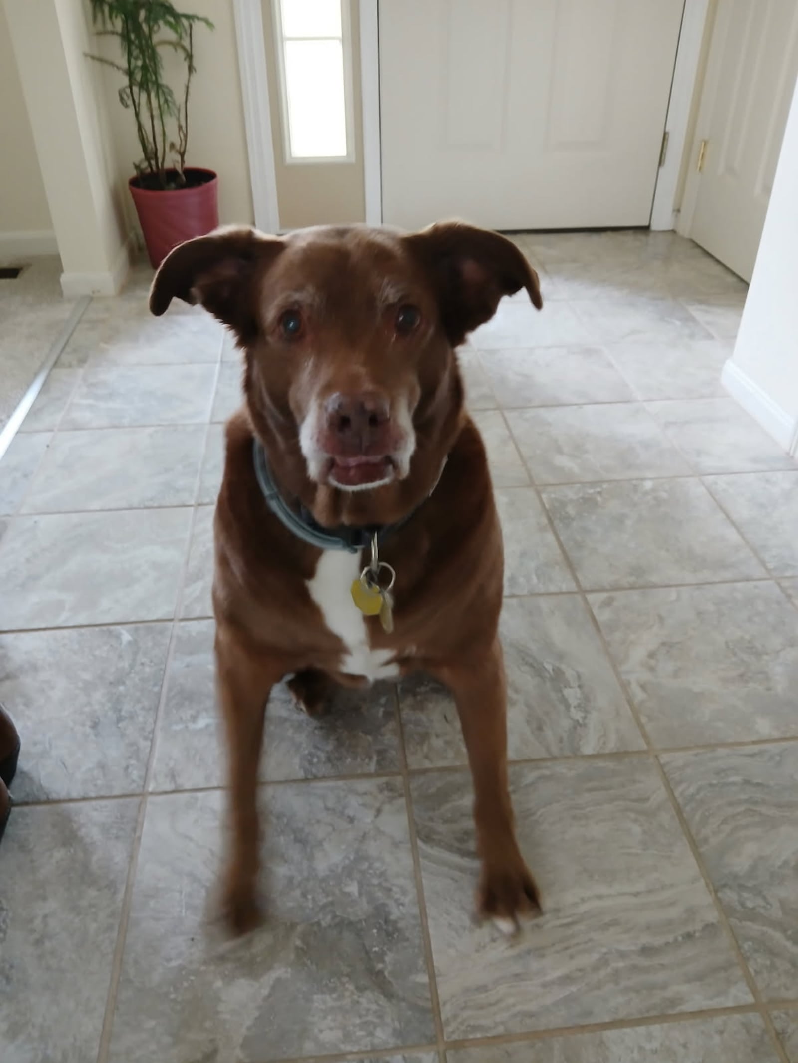 Cheryl Kerr learned about the importance of animal connection after she and her husband, Terry, welcomed Bailey in their lives about two years ago. Kerr estimates that Bailey, a lab mix, is about 9 years old. CONTRIBUTED