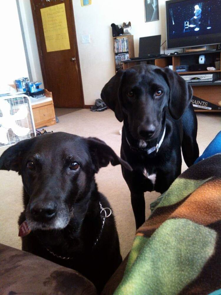 PHOTOS Readers respond to National Black Dog day post with pictures of their pets.