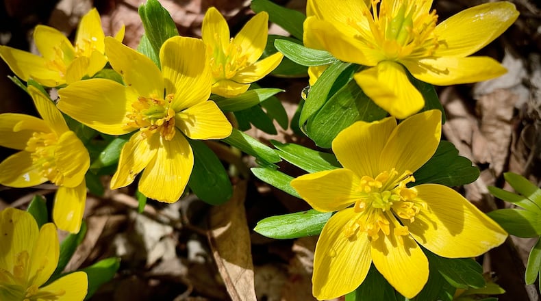Spring begins on March 20, 2023. Spring flowers are popping up around the area Feb. 23, 2023, including the Wegerzyn Garden Metropark in Dayton. MARSHALL GORBY \STAFF